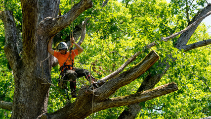 Tree Services