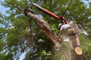 Tree Trimming